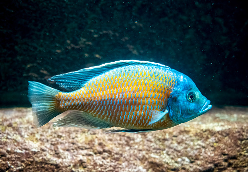 Close-up of a colorful tropical fish swimming in an aquarium. It swims in front of the camera.