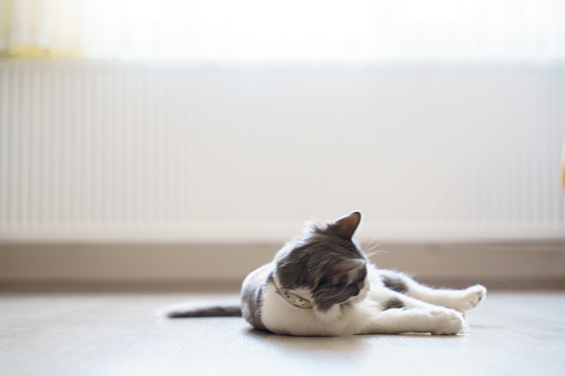 Cute Domestic Grey Cat is playing, looking and yawning.