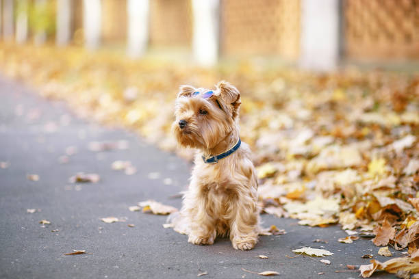 Yorkshire terrier sitting on the street . Dog in sunglasses