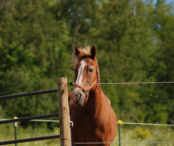 istock Brown & Red Belgian Draft Horse with White Nose In Paddock Behind Gate 1568251855