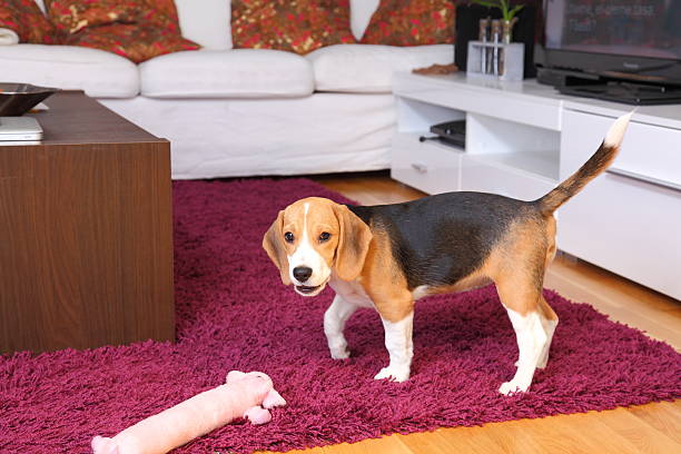istock Female Beagle puppy inside a modern apartment 156825286