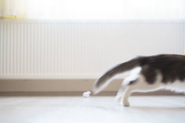 Cute Domestic Grey Cat is playing, looking and yawning.