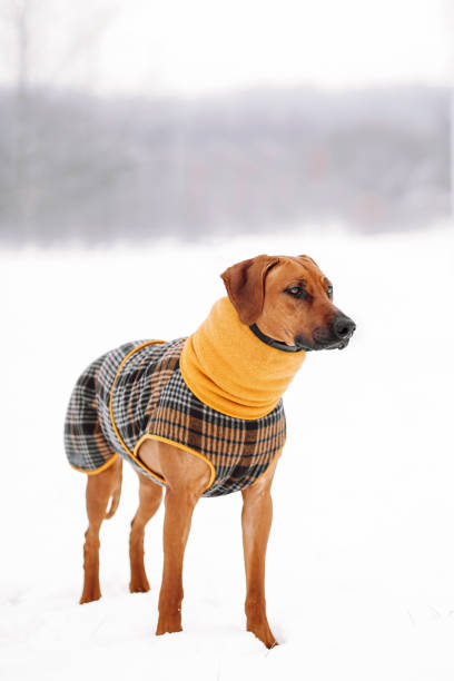 istock Rhodesian ridgeback wearing yellow jacket on winter 1568255981
