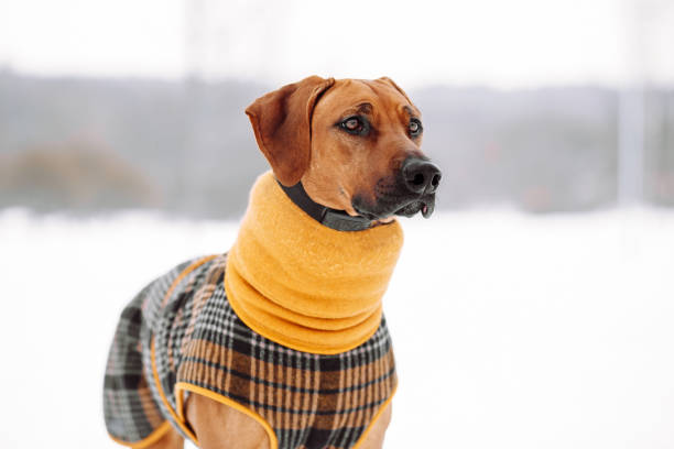istock Rhodesian ridgeback wearing yellow jacket on winter 1568255984