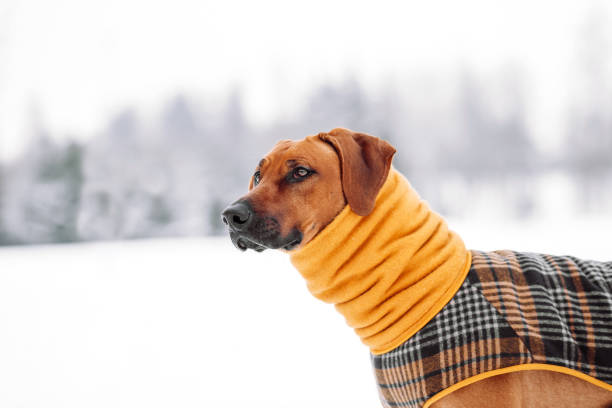 istock Rhodesian ridgeback wearing yellow jacket on winter 1568256510