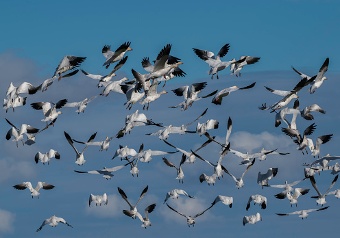 A group of white geese take off for the sky