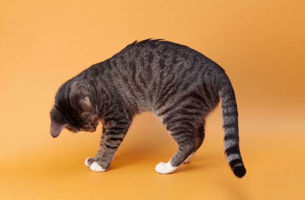 istock Adorable gray tabby cat on an orange background 1568262192