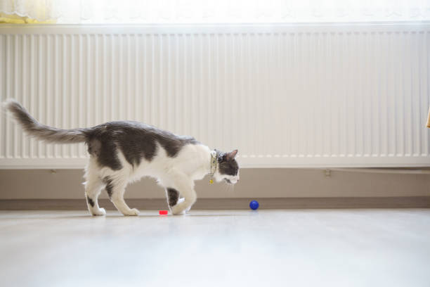 istock Cute Domestic Grey Cat is playing, looking and yawning. 1568268988