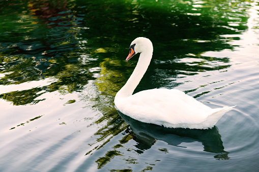 White swan in water. Swan in pond. Bird in park. Details of wildlife.