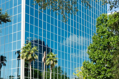 This is a background photograph of palm trees with a reflective glass building exterior on a sunny summer day in downtown, Orlando, Florida.