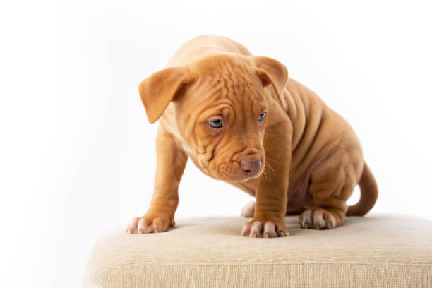 30+ Red Nose Pitbull Puppies Stock Photos, Pictures & Royalty-Free Images -  Istock