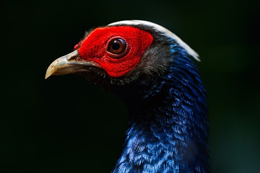 A close-up of a vibrant Edwards pheasant against a black background