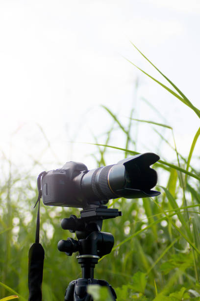 istock wildlife photographer 1568317224