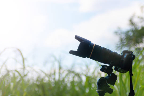 istock wildlife photographer 1568317744