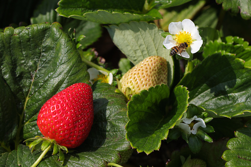 Cape honey bee (Apis mellifera capensis) harvesting pollen on a strawberry plant (Fragaria × ananassa), George ,South Africa