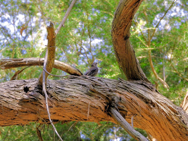 Nature abstract or White Throated Treecreeper in Gippsland Country Kongwak Pioneer Reserve A memorial to the original settlers of the area. A variety of walking tracks for all levels, picnic tables, information signage and a virtual tour that can be accessed via an app for a smart phone that will give an audio of the reserve's history, flora and fauna.