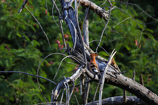 African hoopoe bird (Upupa africana) perched on dead fallen tree in bushveld, South Africa