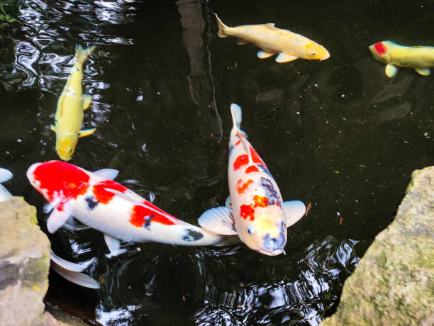 istock The kohaku koi fish in the pond 1568338528