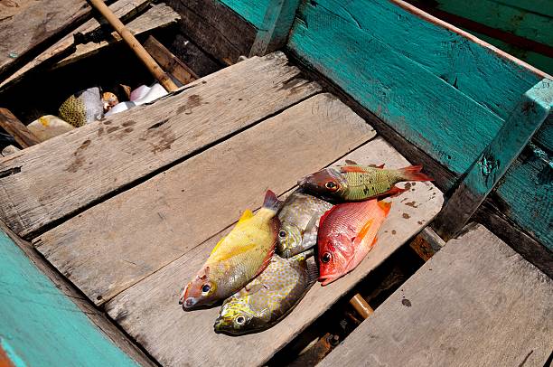 prise du jour - fish catch of fish seafood red snapper photos et images de collection