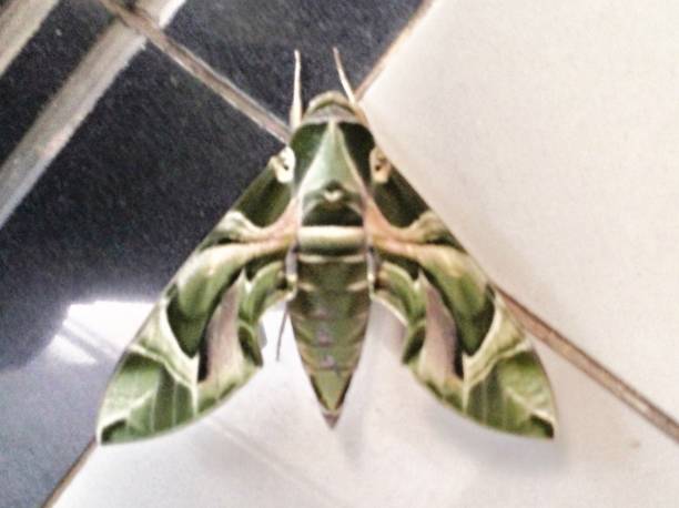 Army Green Moth An army green moth (Daphnis Nerii) landed on the floor oleander hawk moth stock pictures, royalty-free photos & images