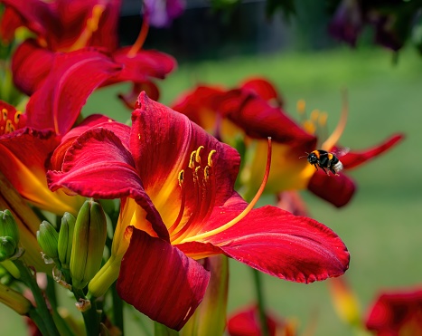 Flor de lirio rojo de día (Hemerocallis Crimson Pirate) photo