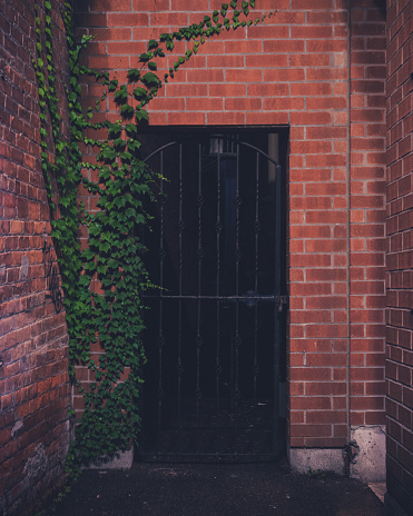 Green Vines growing up a Brick wall with an Iron Fence with a Dark Background