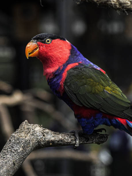 мускус черноголовый (lorius lory) - blackheaded стоковые фото и изображения