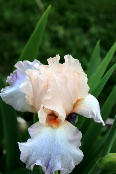 istock Stunning hybrid Bearded Iris Blooming 1568377422
