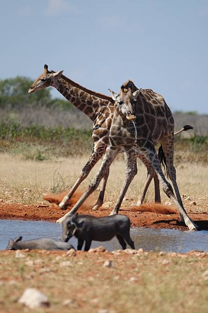 giraffen u ます。warzenschweine - sozial ストックフォトと画像