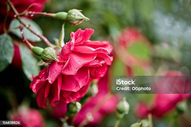 Photo libre de droit de Rose Rouge Sur Treillage banque d'images et plus d'images libres de droit de Arbre en fleurs - Arbre en fleurs, Beauté de la nature, Bouton de fleur