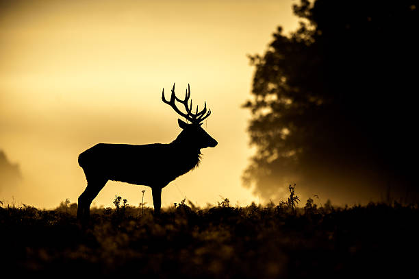 istock Silhouette of stag 156839033