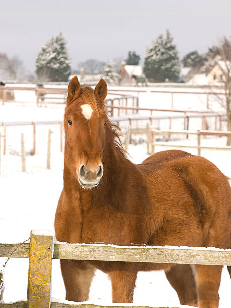 istock Horse In The Snow 156839779
