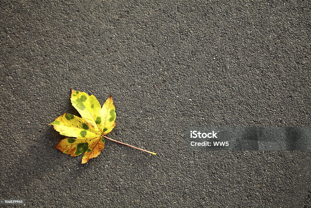 Feuilles d'automne tombé sur l'asphalte - Photo de Automne libre de droits