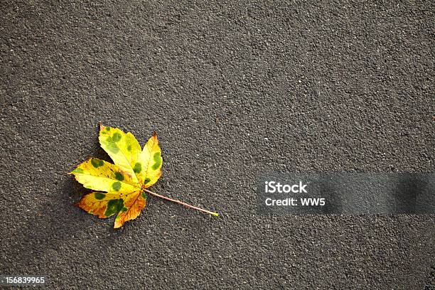倒れた秋の葉でアスファルト - オレンジ色のストックフォトや画像を多数ご用意 - オレンジ色, クローズアップ, コンクリート