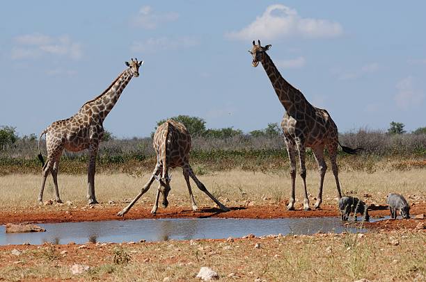 giraffen u. warzenschweine - sozial стоковые фото и изображения