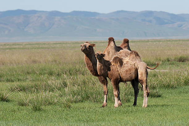 двугорбый верблюдов - bactrian camel camel independent mongolia gobi desert стоковые фото и изображения
