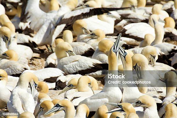 Cape Gannets Stock Photo - Download Image Now - Animal, Animal Behavior, Animal Body Part