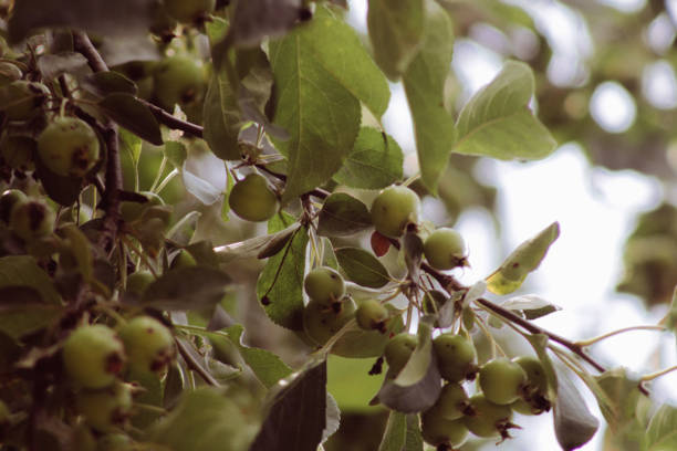 оливки радости - barraco стоковые фото и изображения