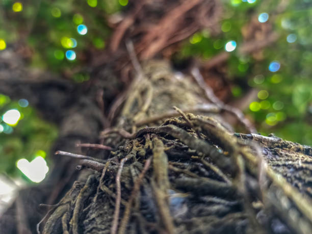 istock Nature's Green Canopy: Exploring the Beauty of Tree Bark Up Close 1568416091