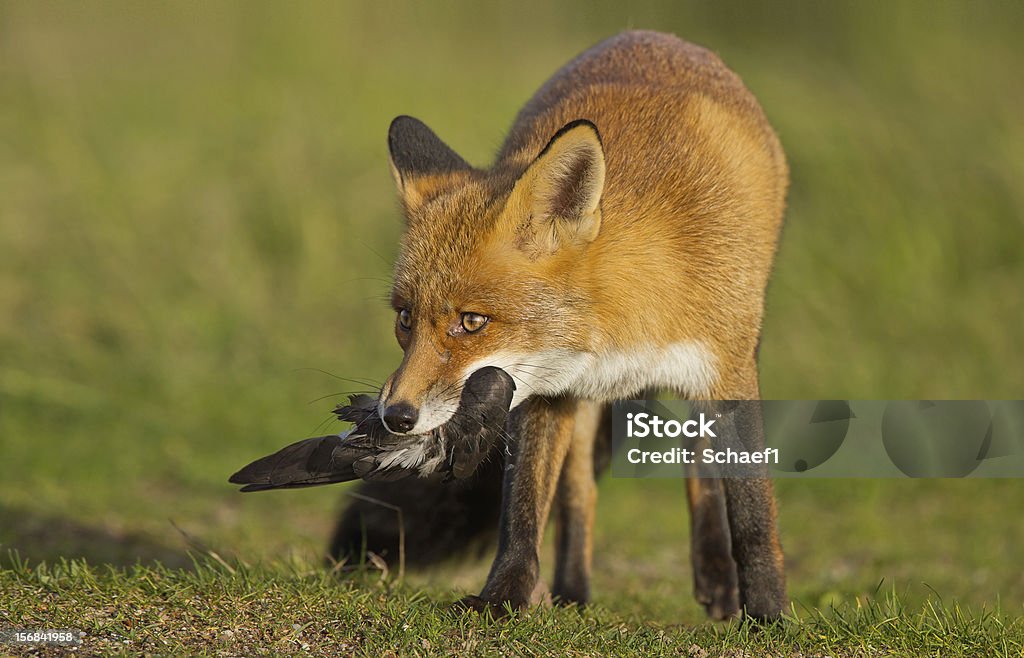 Red fox with a prey Red fox holding his prey in his beak. Alertness Stock Photo
