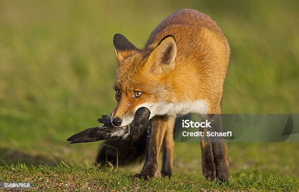 Red Fox With A Prey Stock Photo - Download Image Now - Alertness, Animal, Animal Body Part