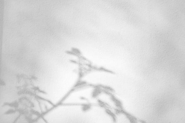 istock Abstract natural tree leaves shadow on white wall background 1568438160