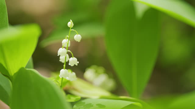 Blooming lily of valley in spring forest. Flowers bells lily of valley wild. Slow motion.