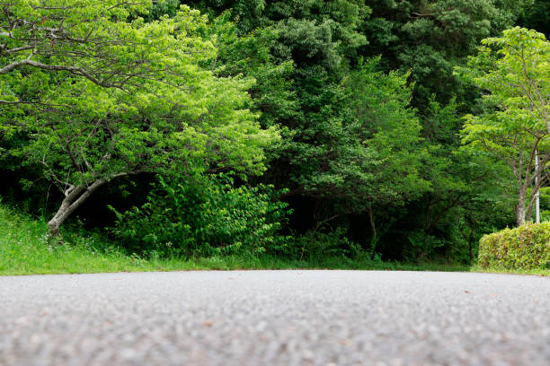 beautiful forest and road