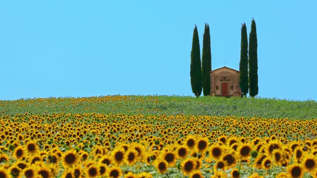 Sunflower field, cypress trees and church in Tuscany