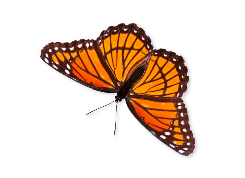 Viceroy butterfly (Limenitis archippus). Viceroy is often mistaken for Monarch butterfly because it resembles Monarch very closely.