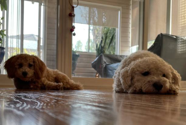 istock Doggy s nap 1568475907