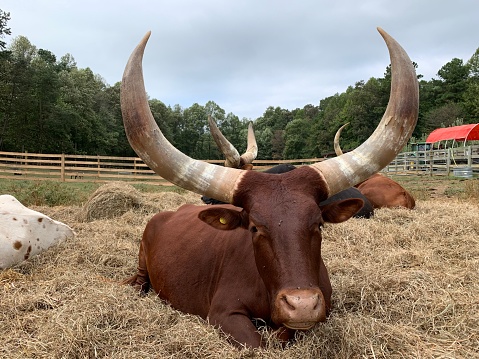 A king horn cow laying in hay