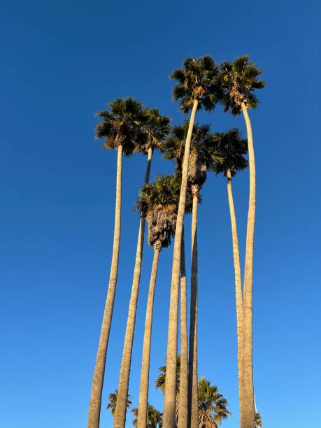 istock Palm Trees in Santa Cruz, CA 1568477618