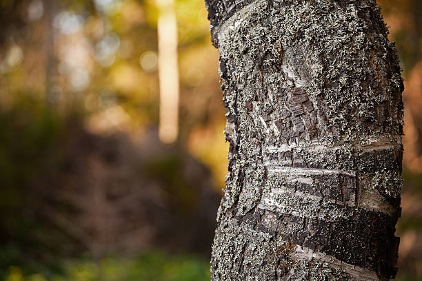 Trunk stock photo